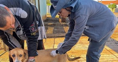 Vacinação na próxima quarta-feira atenderá cães e gatos nas unidades de emergência e na Praça Ari Coelho